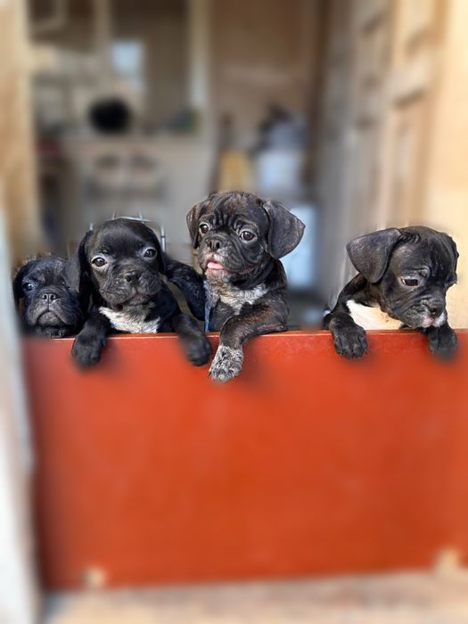 Щенки француского бульдога ищут свои дома!