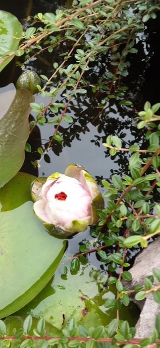 Водопады, фонтаны с бассейном ,искусственные водоёмы,  пруды