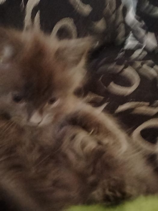 Котёнок мальчик! Отдам котёнка