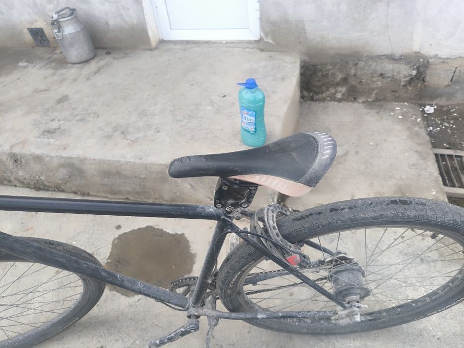 Velik bigbul amerikaniski