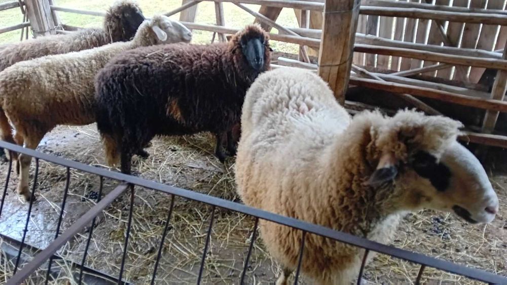 Продавам ОВЕН на 1 година