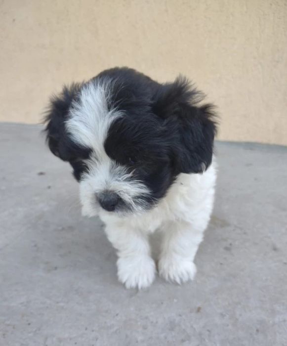 Bichon Havanez cu pedigree