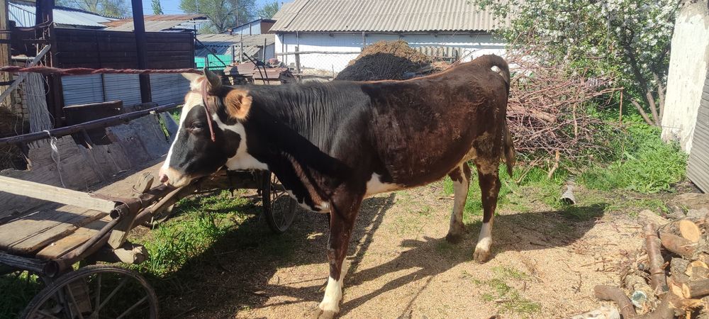 сатылады таналар