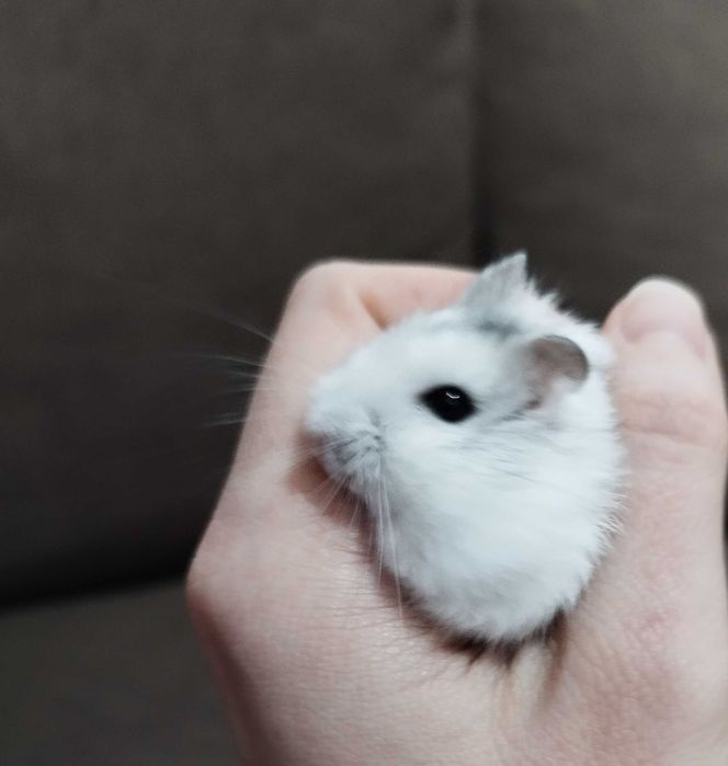 Hamsteri pitici Phodopus Campbelli