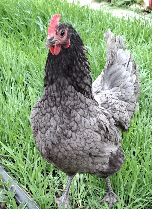Vând Cocoș si gaini australorp