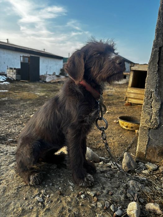 Продам щенка дратхаара 3 мес девочка