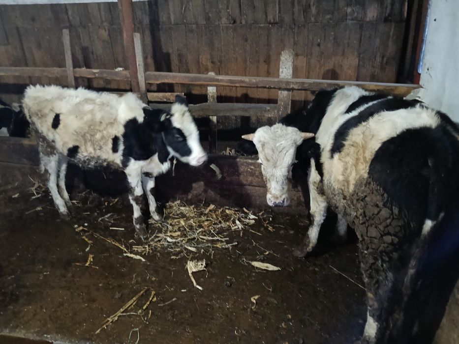 Vitica  si un tauras de vanzare