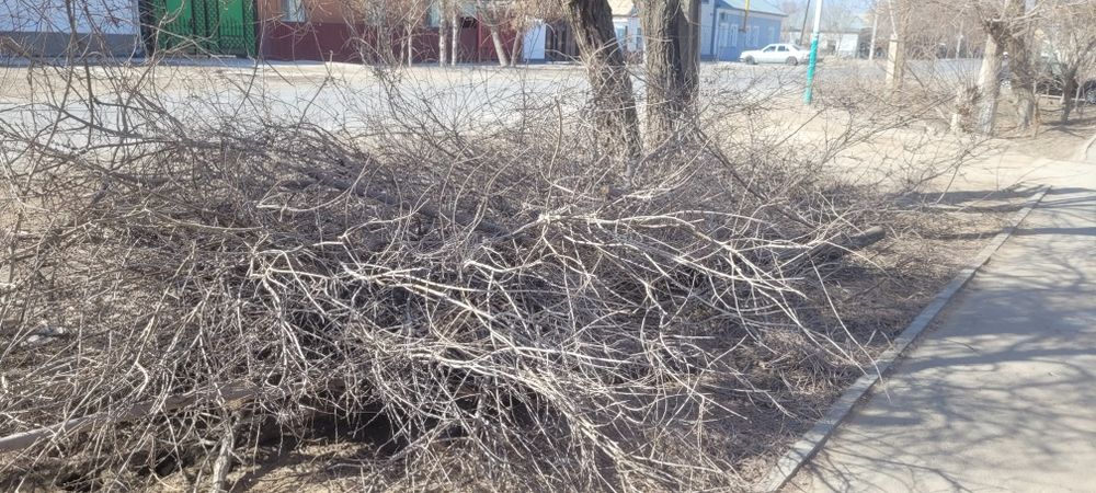 Кесылген агаштар