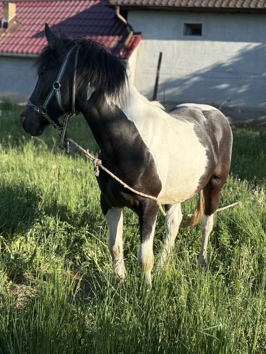 ARMASAR 11 luni Gypsy Vanner