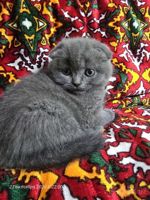 Продаются котята