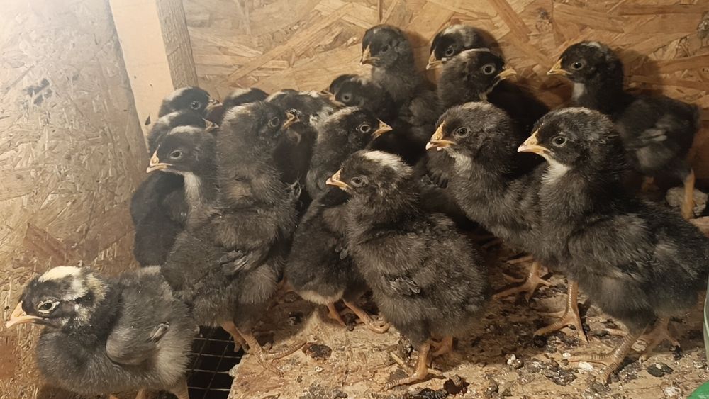 Амрокс, балапандары, цыплята