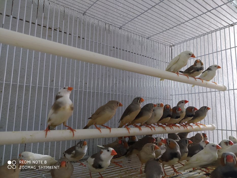 Амадины зебровые