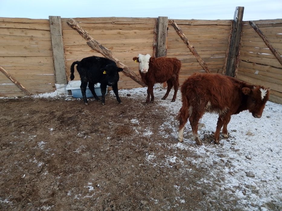 Бука кашарлар...