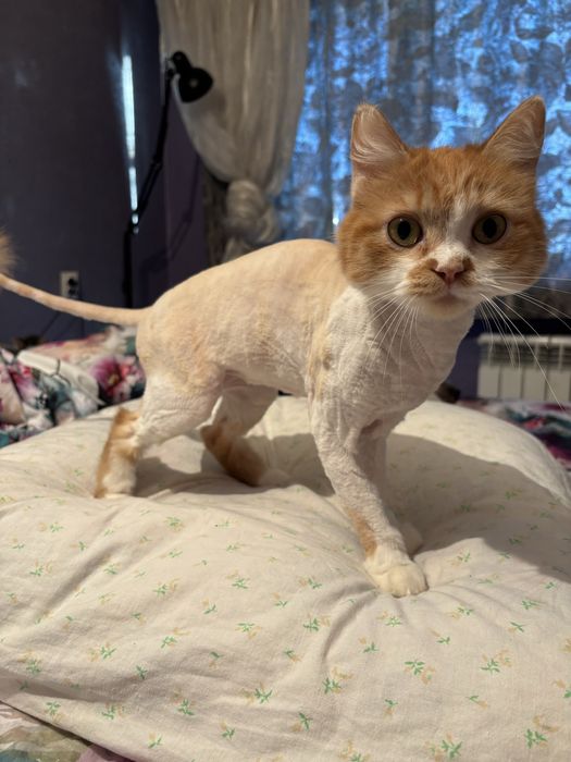 Отдаю кошку (3 года)