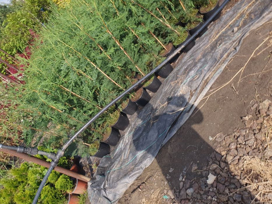 Leylandii crescuti in ghiveci de la producător