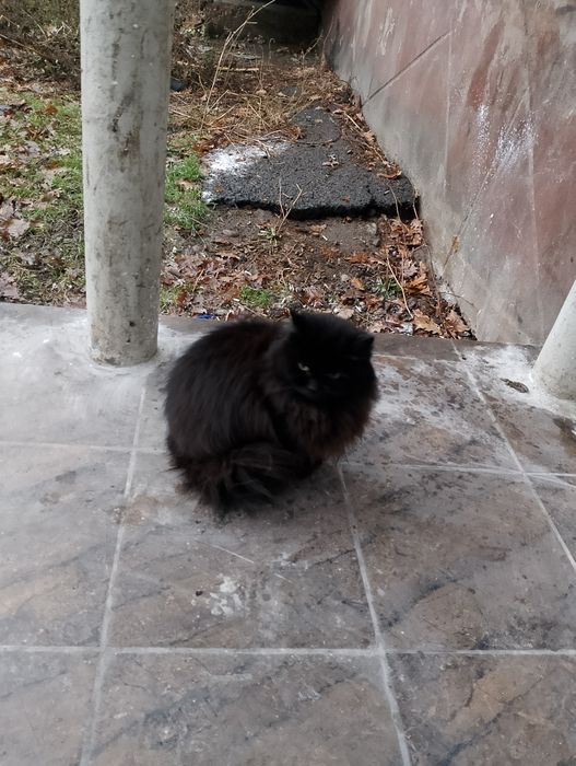 Срочно заберите кошку