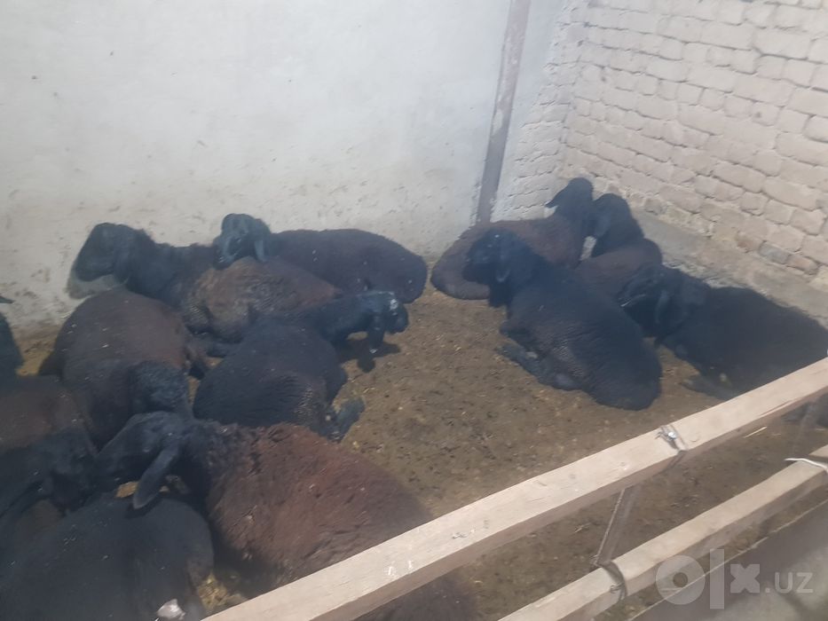Qochqorlar sotiladi