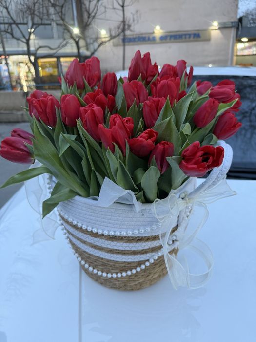 Тюльпан 43 штука