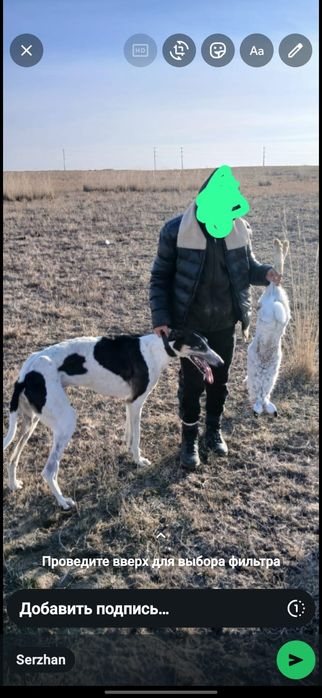 Сатылатын хорти.