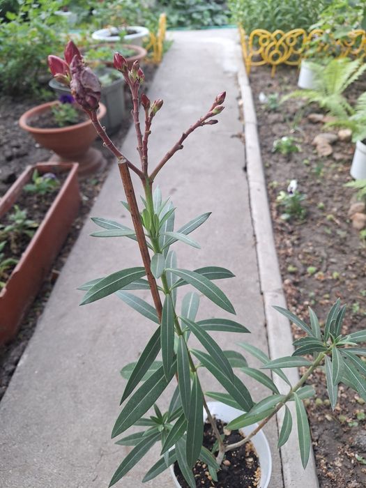 Цветы  олеандр продам.