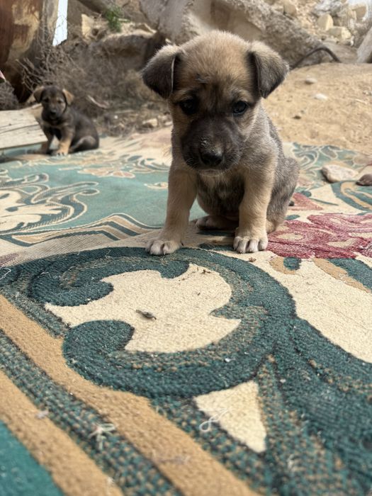 Щенята в Актау добрые руки только