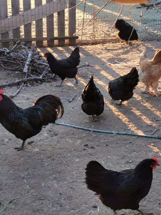 Vând familie australorp negru