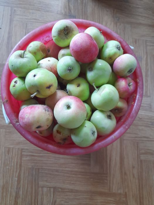 Продам яблоки домашние