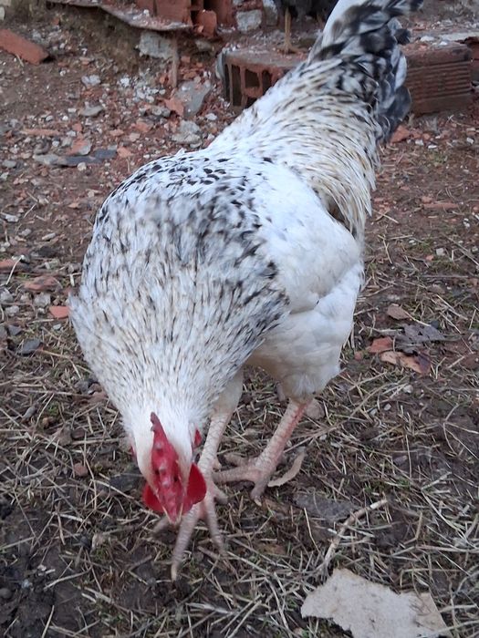 Продавам петли на 8-9 месеца