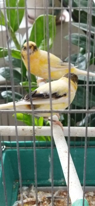 Канарейки Самки 1 год 2 месяца