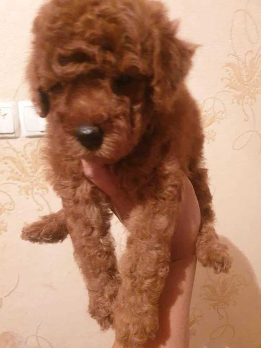 Пудель карликовый