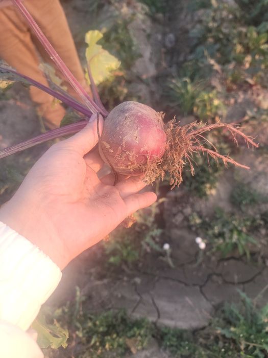 Продам морковь свекла