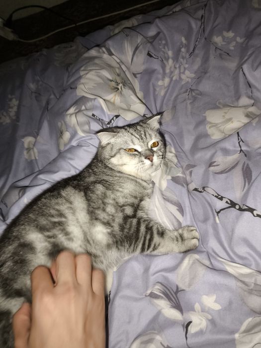 Продается Скоттиш страйт МУЖ