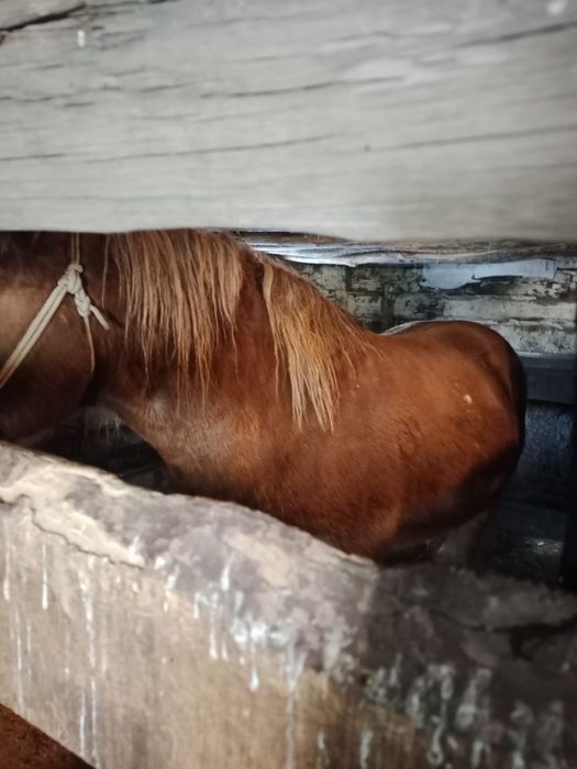 Айғыр сатылады!!!