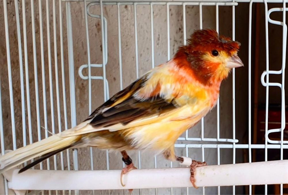 Vand canari si pasari tinere