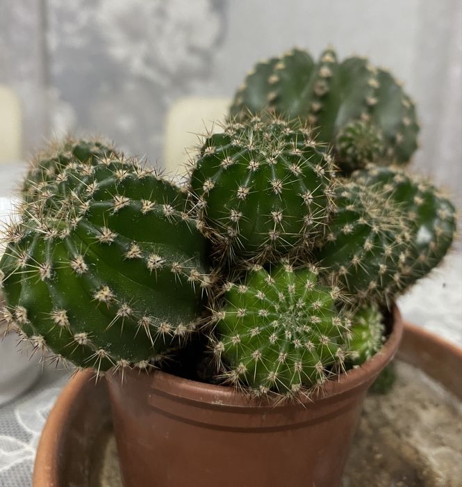 Продам кактус 2000 тг