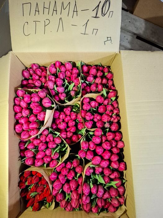 Тюльпаны оптом