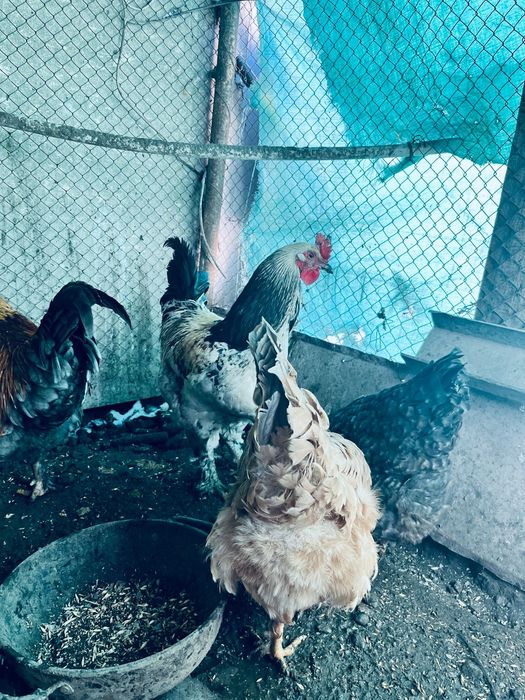 Тауық сатылады тоже коразда