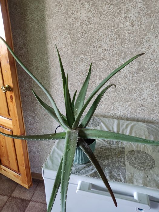 Продаю алое вера за 5 тыс тенге