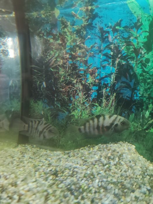 Donez Ciclide Negrofasciatum