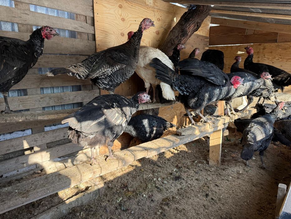 Продается Индюки. Үндіктер сатылады