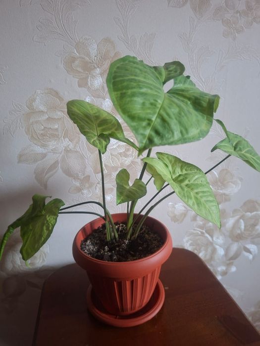 Сингониум ножколистный