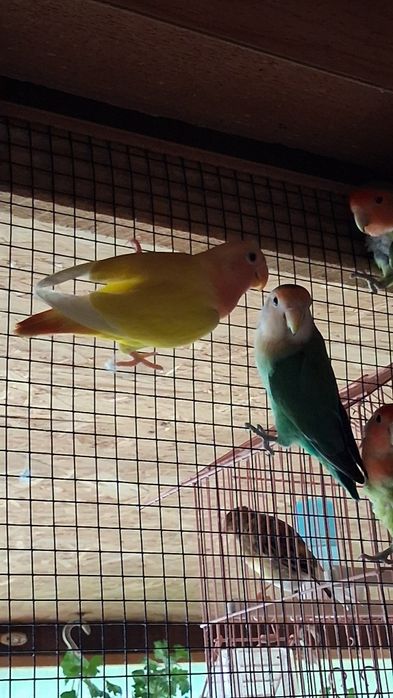 Vând sau schimb perusi