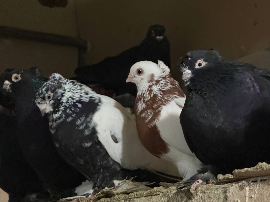 Каптарла сотилади кабутар, kaptar kabutar, голубь