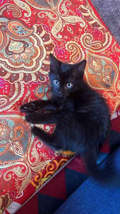 Кошка бесплатная