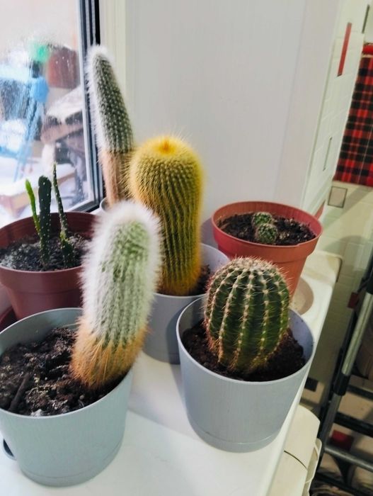 Продам кактусы набором