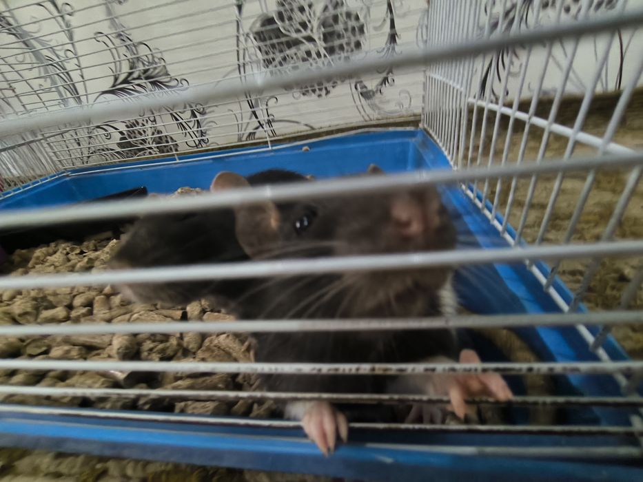 Продам 3 домашней крысы