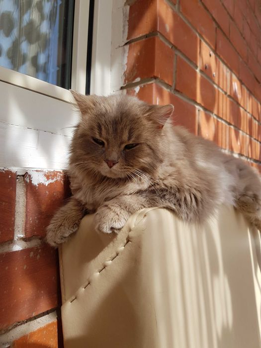 Отдам кота в добрые руки!