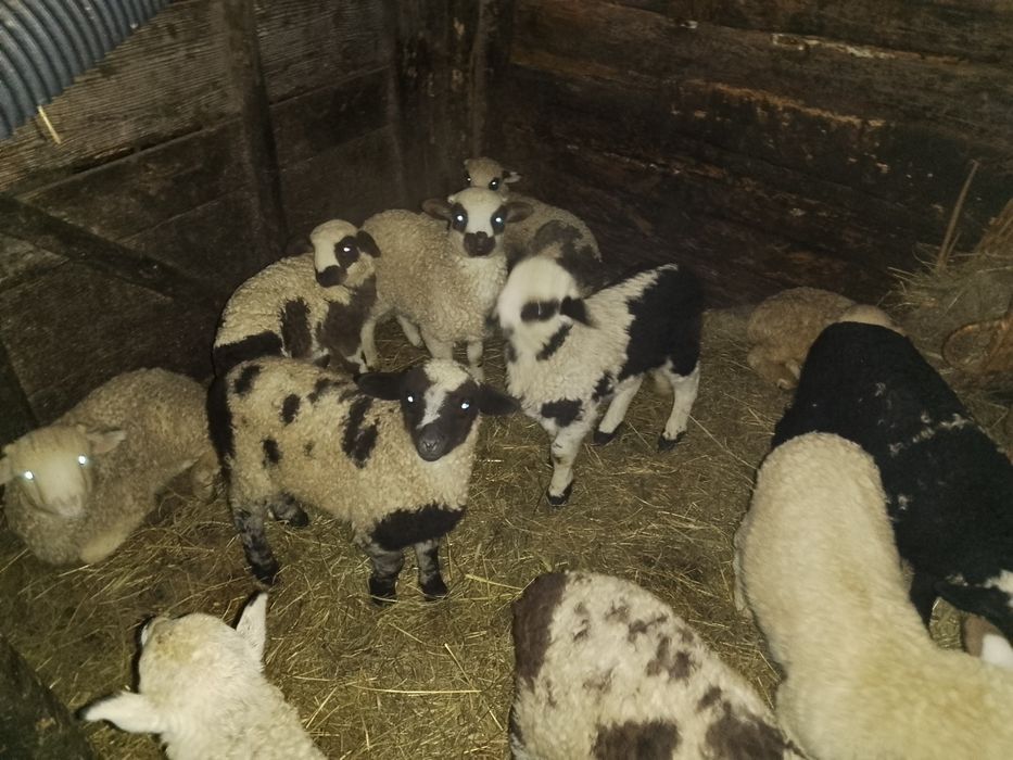 Oi de vânzare  cu miei