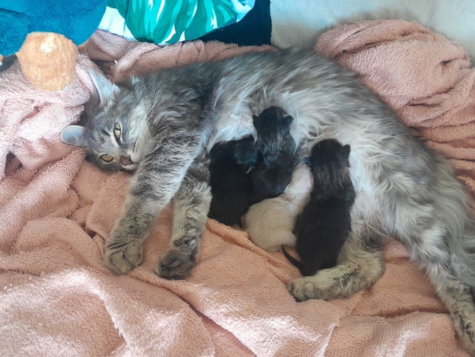 Домашние котятки 1 девочка 3 мальчика