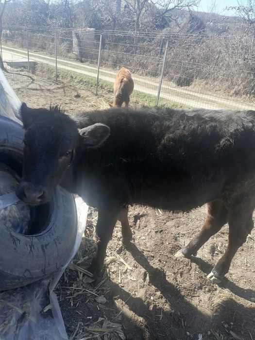 Vând doi viței de 7 și 8 luni